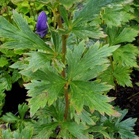 Aconitum carmichaelii Arendsii Group